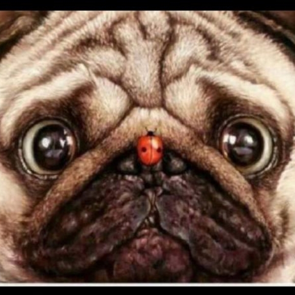 pugsandladybugs